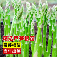 芦笋根苗现挖新芦笋苗四季种植蔬菜苗食用田园秧苗盆栽芦笋种籽