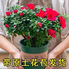 杜鹃花盆栽老桩大苗带花苞室内外四季开花好养活耐寒年宵绿植花卉