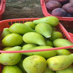 Retail Large-Sized Fig Seedlings, 3-Year-Old Dried Fig Seedlings, Shipped the Next Day, Seedlings Grow Quickly
