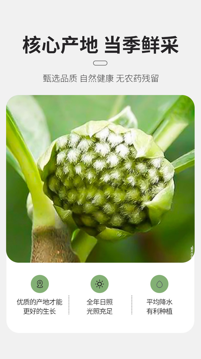 Green Radish Flower Tea 500g Tibetan Lüluo Hua Dried Herbal Buds for Daily Infusion quality and texture