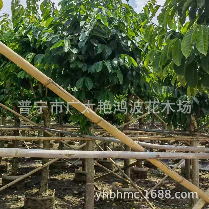 普宁苗木绿化基地大花紫薇树 供应大叶紫薇 百日红 行道树 风景树