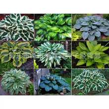 N 񴺰 Q ݻ ѷNӻNӷNӶ