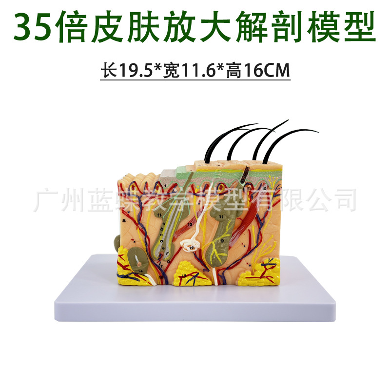 35���Ŵ�Ƥ��ģ�� Ƥ���ṹ�Ŵ�ģ����֯������幹��΢ҽѧ����