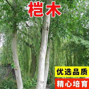 ��ľ���Ϙ�ľ�N�� ��ľ�� ˮ���L ����N�� ˮ���Ϻ����ϷN��