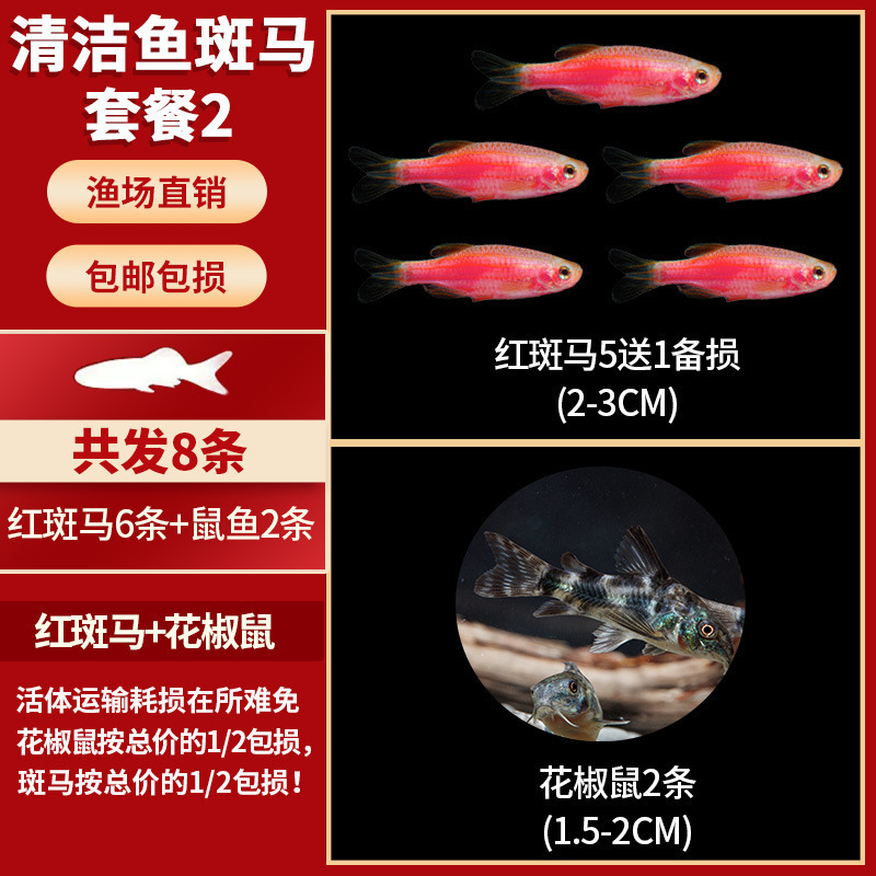 Lamko Fishは稚魚の飼育に適しており、生き残りやすい、淡水観賞魚、小さな孔雀、ゼブラフィッシュ、大型熱帯魚です。|undefined