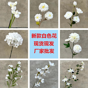 ��c��Y�þƵ���滨�b��߻�ˇܛ�b���l���S���滨�İ�ɫϵ