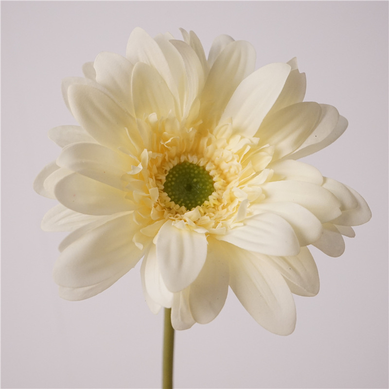 Moisturizing gerbera-light yellow