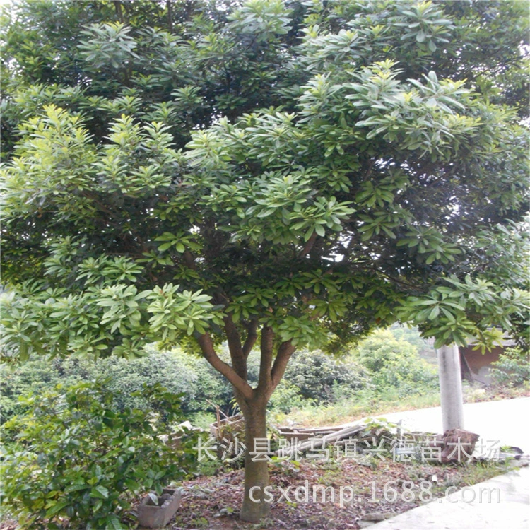 Оптовые продажи деревьев Bayberry 8-10- 12-30cm с полной короной, саженцы черной сливы и черной сливы различных спецификаций.