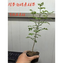 对节白蜡小盆景黄杨盆景造型老桩真柏鱼礼品阳台柏树送精品办公室