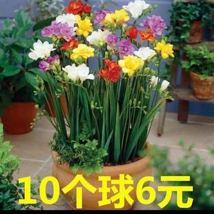 ��ѩ�m���Ԏ�����ѩ�m���N��ԭ��С�n�m�N���m���̨�N��ֲ���׻�