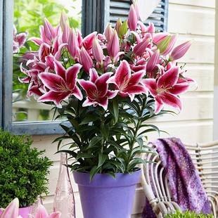 Lily Bulbs Bloom in All Seasons, Indoor and Outdoor Flower Pots, Perfume Lily Seeds, Large Bulbs, Easy to Grow and Live, Double Petals