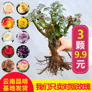 Yunnan Kunming Rose Saplings Old Pile Potted Red Rose Old Root Rose Seedlings Bloom All Year Round and Fragrant Florals