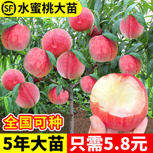 Yangshan Peach Saplings Grafted with Yellow Peach Trees and Vines That Bear Fruit in the Same Year. Saplings Planted in the South and North. Peach Tree Fruit Seedlings