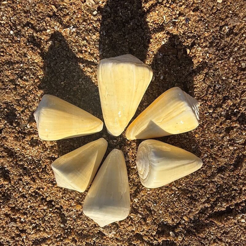 Shell and Conch Crafts, Yellow Corn Snail, Fish Tank Decoration, Conch Accessories, Seaside Souvenirs, Small Gifts