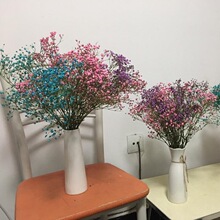 银柳图片 银柳图片价格 图片 品牌 银柳图片批发 厂家 阿里巴巴