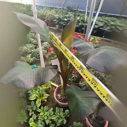 Нога слона банан натуральная высота 0,8- 1m