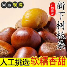 丹东板栗生新鲜当季2025野生板栗毛栗子农家板栗非锥栗小油栗子