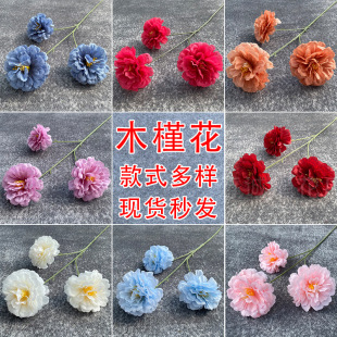 ��c��ˇ����ľ�Ȼ����滨��Y���Ĳ廨·������[�������������T