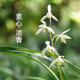 兰花小时发货苗名贵苗逸虹双骄建兰浓香好养桌面花卉兰草厂家