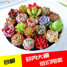 ���ֶ�����w���⻨���҃��̨���ԾGֲ���B����ֲ��t��ʯ������