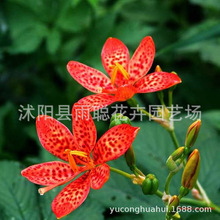 批发花卉种子 射干种子百合花属种子观花花海多年生草本植物