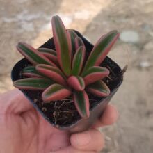 �t�����ݶ���Ⱥ���tɫ�Ϙ����^�ļ��k�����F���������ֲ�ﾰ���
