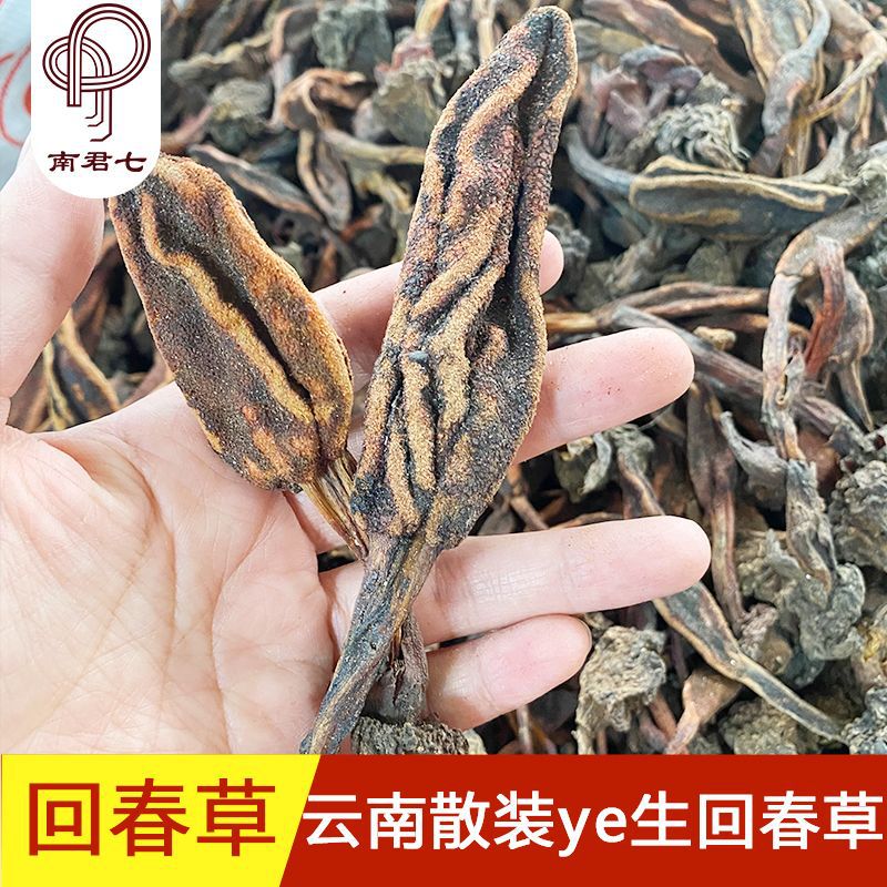 产地直供回春草中云南高原不老草 大货批发整颗无碎草苁蓉顶天柱