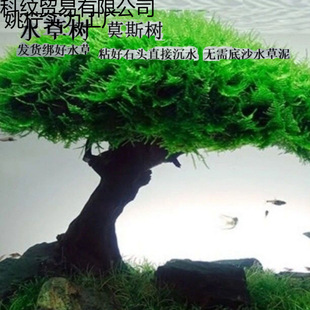 Ī˹��ˮ���˳�ľ�~���쾰ӭ�������͆��^Ī˹���Ʒ����