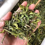 忧遁中药材1kg优盾优遁草黎王草