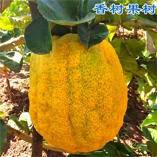 香橼树苗脆甜巨无霸大果甜香橼果树苗盆栽甜柠檬树苗香橼果苗带土