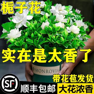 һ�����l�d�ӻ����Ի���ֲ���҃ȾG�}�j�̨ˮ��Gֲ�����ļ���