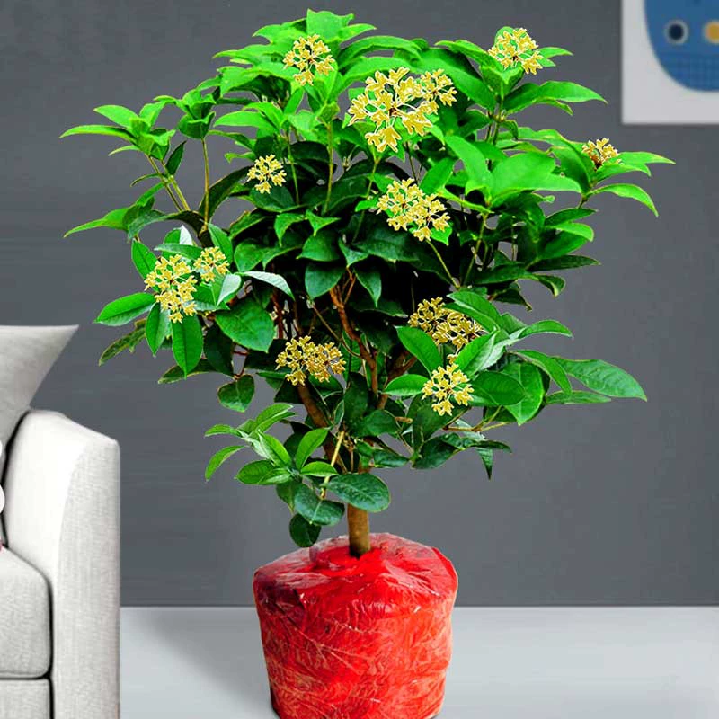 Tianxiang Taige Four Seasons Рассада османтуса в горшках Балкон Двор Вечнозеленый Лучжоу-аромат Цветы и растения Оригинальный Золотой Османтус Данги