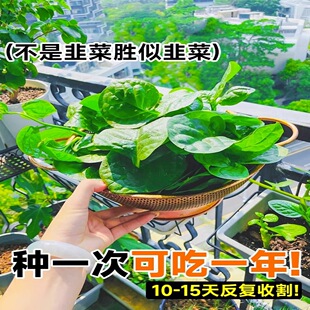 ����ľ���˷N��С����̨���Բ˷N�߲˷N���ļ��r�ҷNֲ�����ļ�