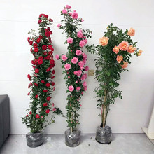 1米6藤本蔷薇花苗龙沙宝石大苗庭院花墙拱门大花浓香爬藤欧月月季