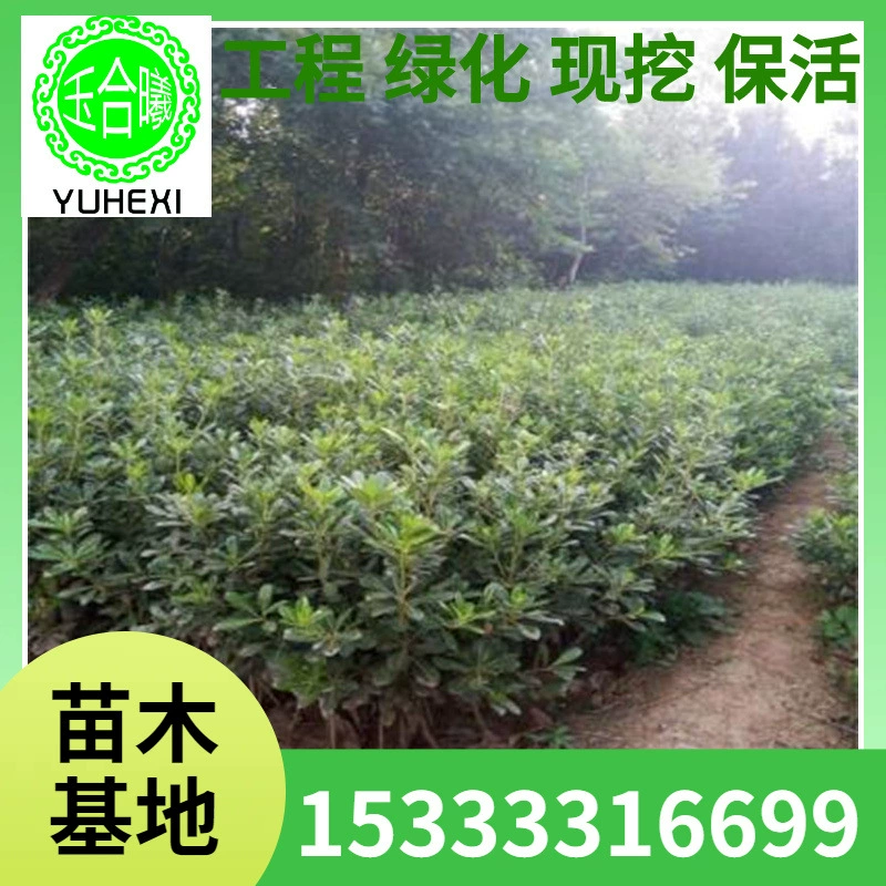 Оптовые саженцы питоспорума, семимильные ароматные, вечнозеленые растения, защита склонов, почвофиксирующие саженцы для заборов, ароматный запах