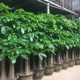 送货上门步步高发财树室内大型绿植盆栽开业乔迁送礼盆景