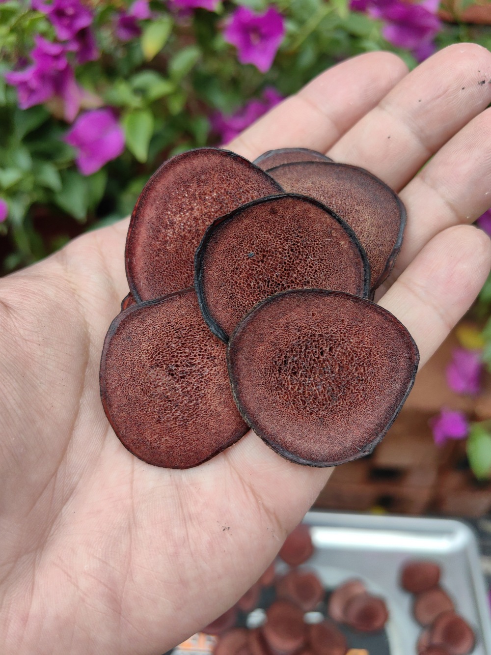Deer Antler Blood Slices Lu Rong Xue Pian 50g Dried Slices for Soup and Wine Infusion quality and texture