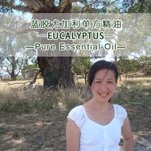 �������ȁ��{�z�ȼ����η�����ԭ��Eucalyptus�{���ͱ�����Ȼ����