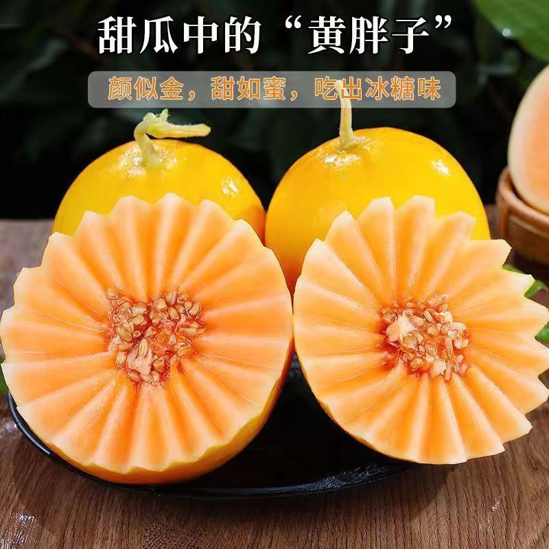 甘肃民勤蜜瓜多汁爽口脆甜甜瓜应季新鲜孕妇水果黄河蜜瓜一件代发