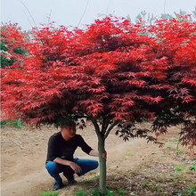 一件代发红枫树苗中国三季红日本红枫红舞姬庭院别墅四季红盆栽地