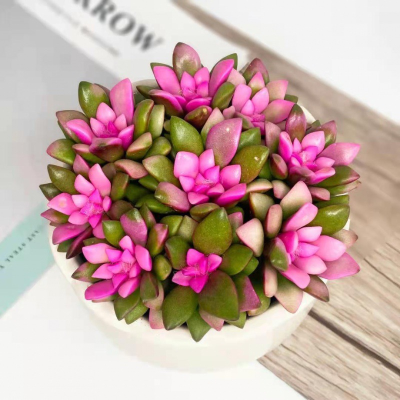 多肉植物批發擺地攤吹雪之松錦群生多頭卡日松錦客廳花卉盆栽綠植