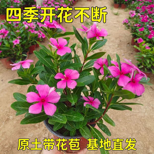 ľ���L�������Ի����ļ�÷���_�R�ļ��_���������̨ͥԺ�����_