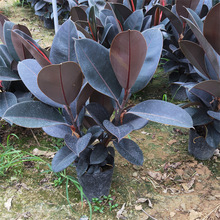 ƤrڽҎ񹩑ԵԴ~ļֲ^~