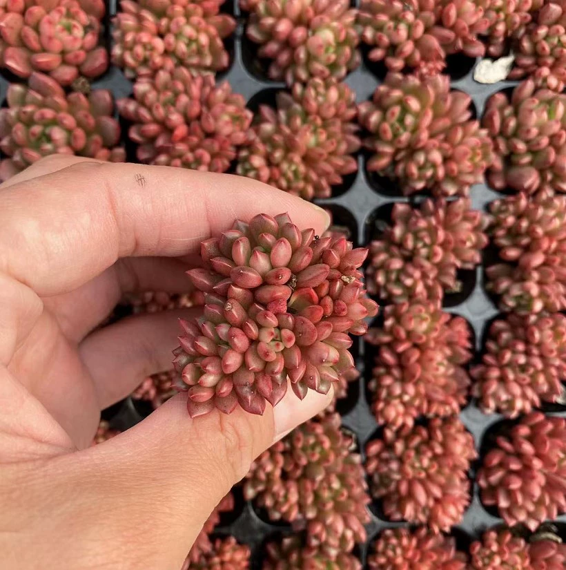 Рубин группа плагин рассады 3-4 см реальный выстрел суккулентов база прямых продаж Большой выгодно