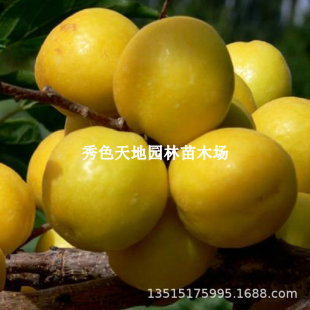 ��Ʒ�N��������7�³����Ә����������������������ϱ����Nֲ