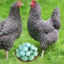 出售纯种芦花鸡苗幼苗 产蛋多绿皮蛋鸡 一斤芦花鸡苗活体批发价格