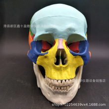 1:1��ɫ�^��ģ�� ˇ�g�^�B�� �օ^���� ���M�Ʉ� �ɴ��_�^�w��