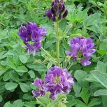 �ϻ���ޣ�ݷN��ֲ����������ݷN���ļ��Bֳι��ţ�u���Z�~����