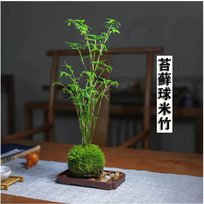 Non -pot