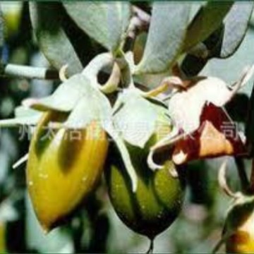 供荷荷巴油 Jojoba oil,CAS 61789-91-1 霍霍巴油